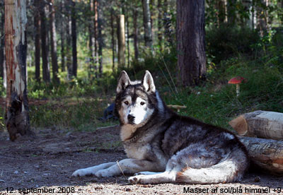 Bonzo (12 r)